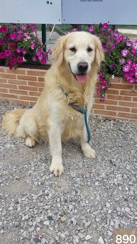 Les Golden Retriever de l'affixe de la Vallée de Saint Samson