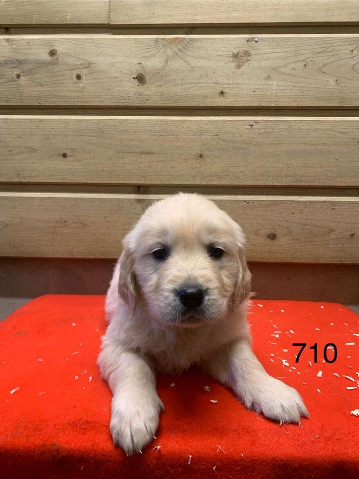 de la Vallée de Saint Samson - Chiot disponible  - Golden Retriever