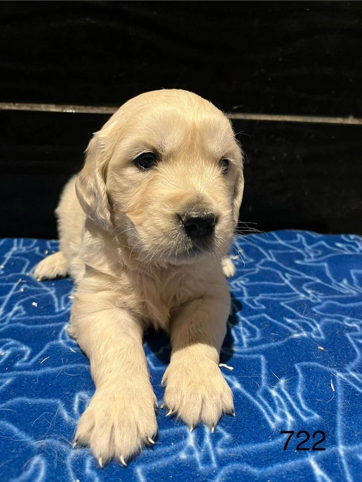 de la Vallée de Saint Samson - Chiot disponible  - Golden Retriever