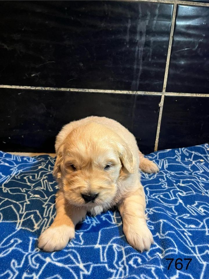 de la Vallée de Saint Samson - Chiot disponible  - Golden Retriever