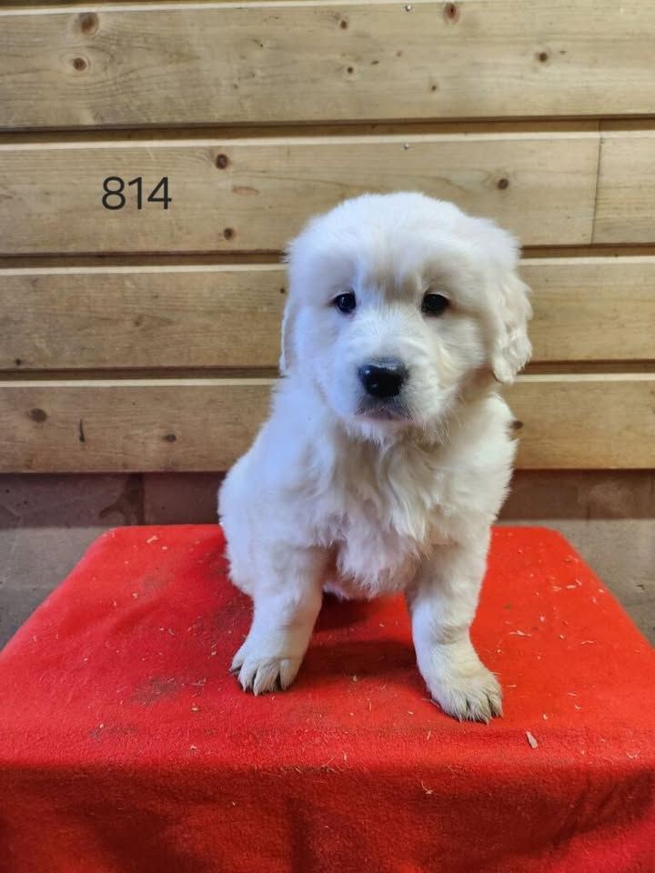 de la Vallée de Saint Samson - Chiot disponible  - Golden Retriever