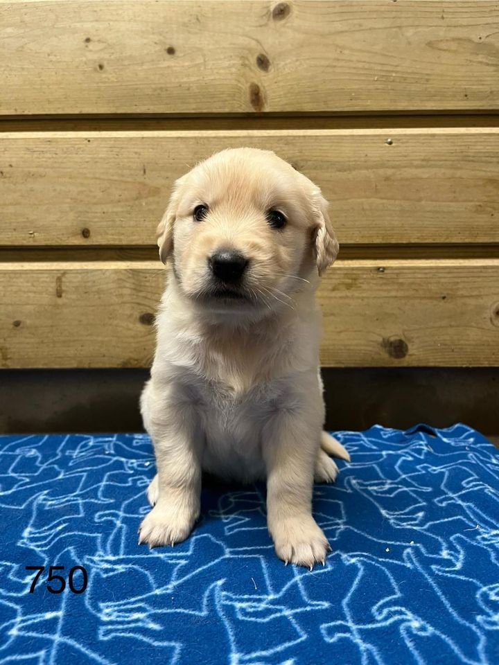 de la Vallée de Saint Samson - Chiot disponible  - Golden Retriever