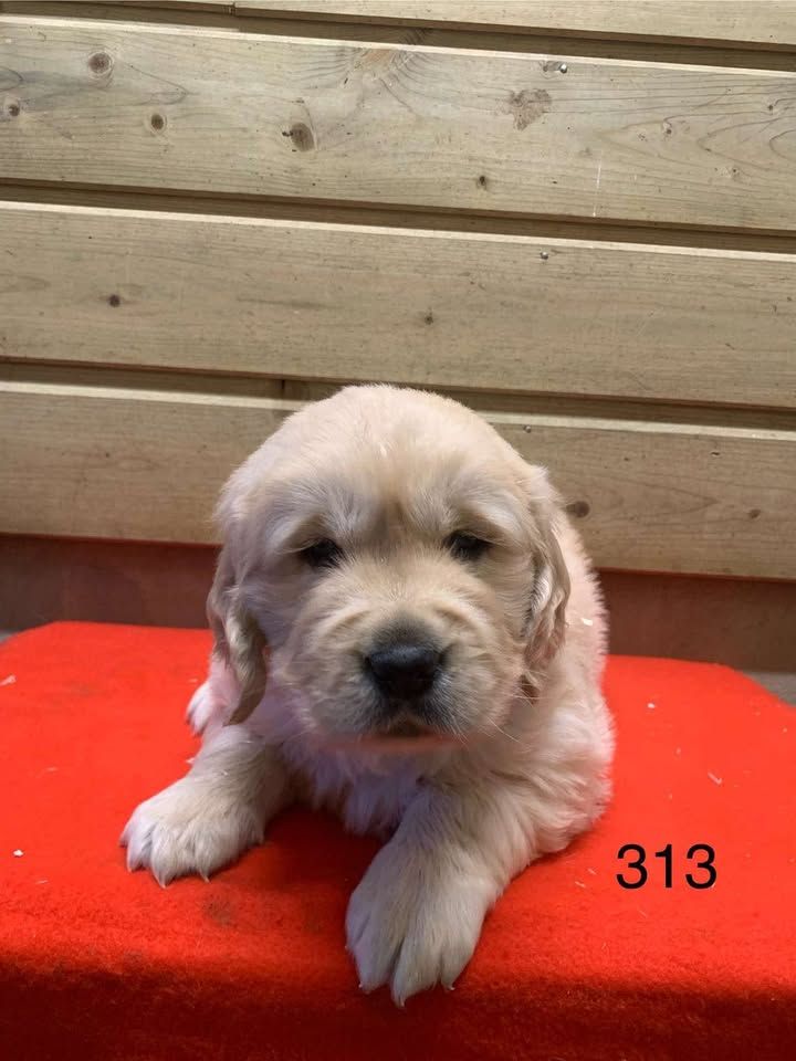 de la Vallée de Saint Samson - Chiot disponible  - Golden Retriever