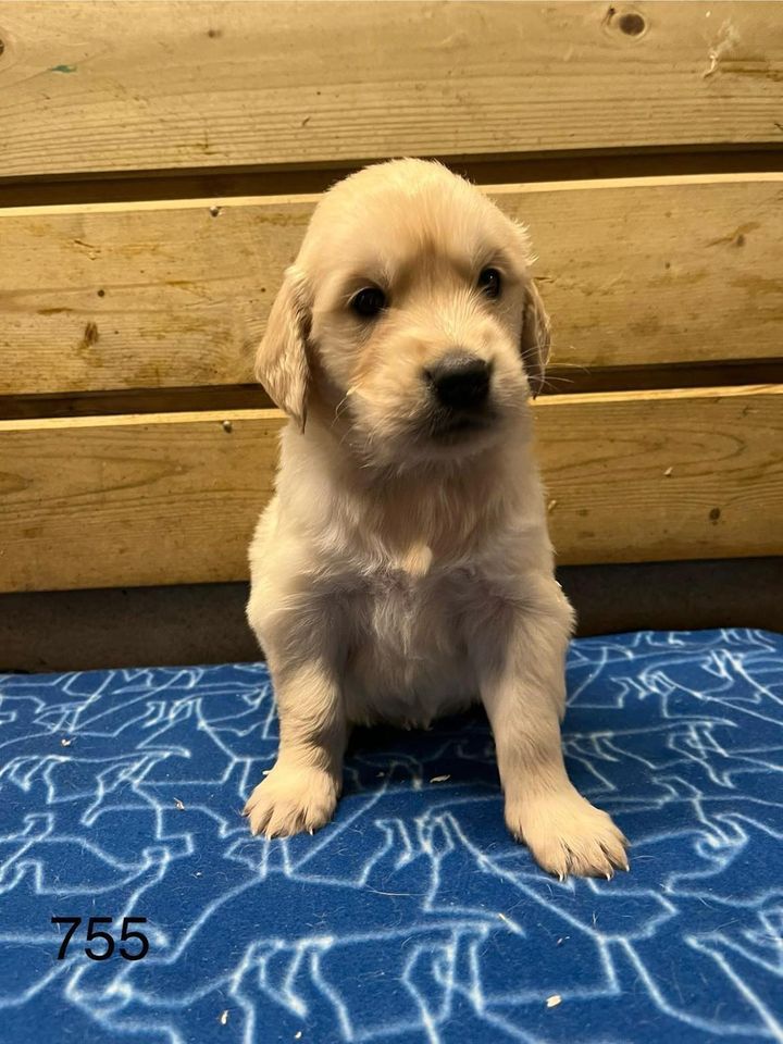 de la Vallée de Saint Samson - Chiot disponible  - Golden Retriever