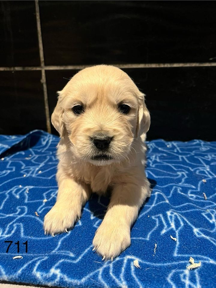 de la Vallée de Saint Samson - Chiot disponible  - Golden Retriever