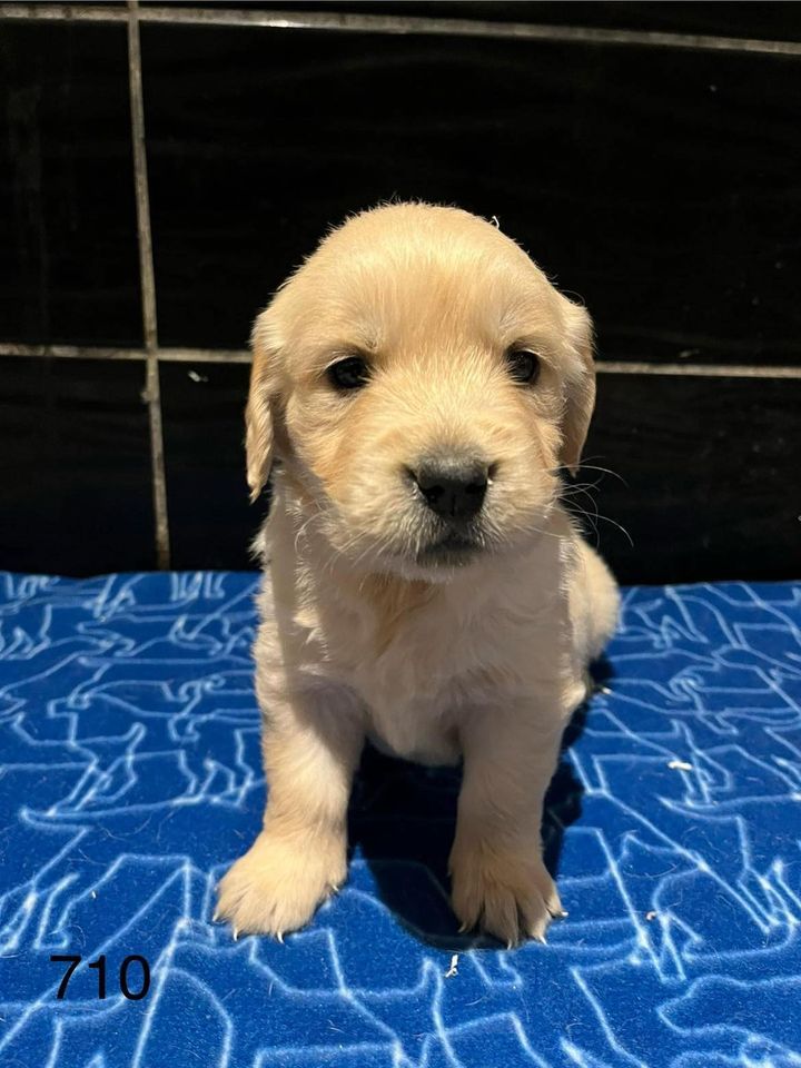 de la Vallée de Saint Samson - Chiot disponible  - Golden Retriever