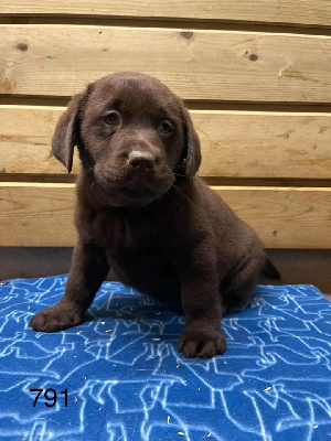 de la Vallée de Saint Samson - Labrador Retriever - Portée née le 02/10/2024