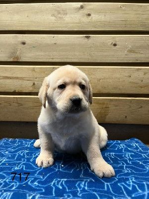 de la Vallée de Saint Samson - Labrador Retriever - Portée née le 06/10/2024