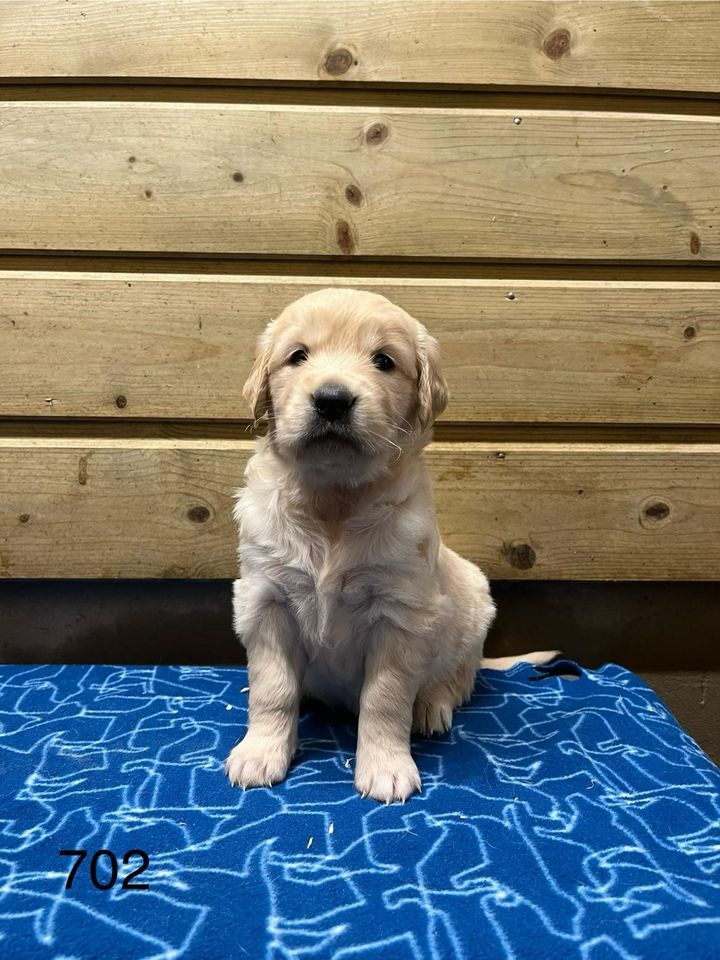 de la Vallée de Saint Samson - Chiot disponible  - Golden Retriever