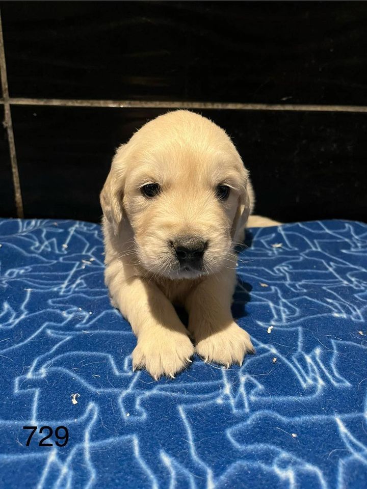 de la Vallée de Saint Samson - Chiot disponible  - Golden Retriever