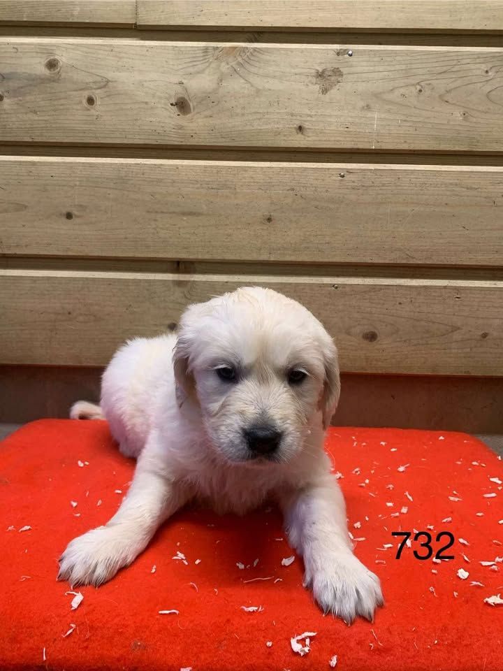 de la Vallée de Saint Samson - Chiot disponible  - Golden Retriever