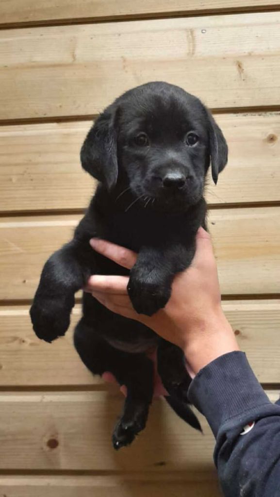 de la Vallée de Saint Samson - Chiots disponibles - Labrador Retriever