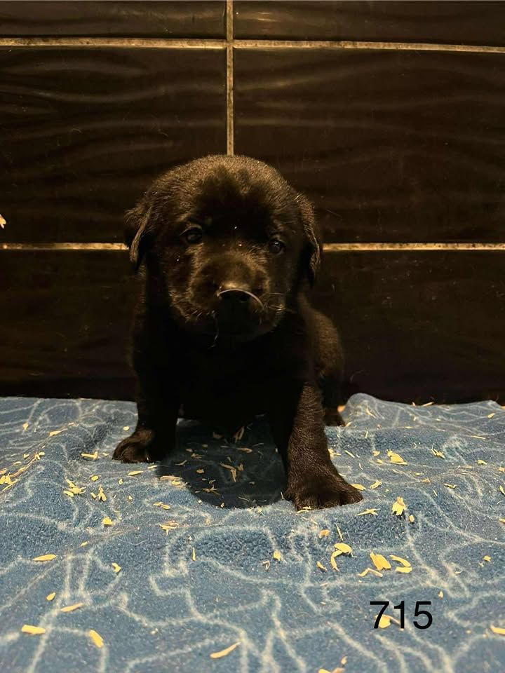 de la Vallée de Saint Samson - Chiots disponibles - Labrador Retriever