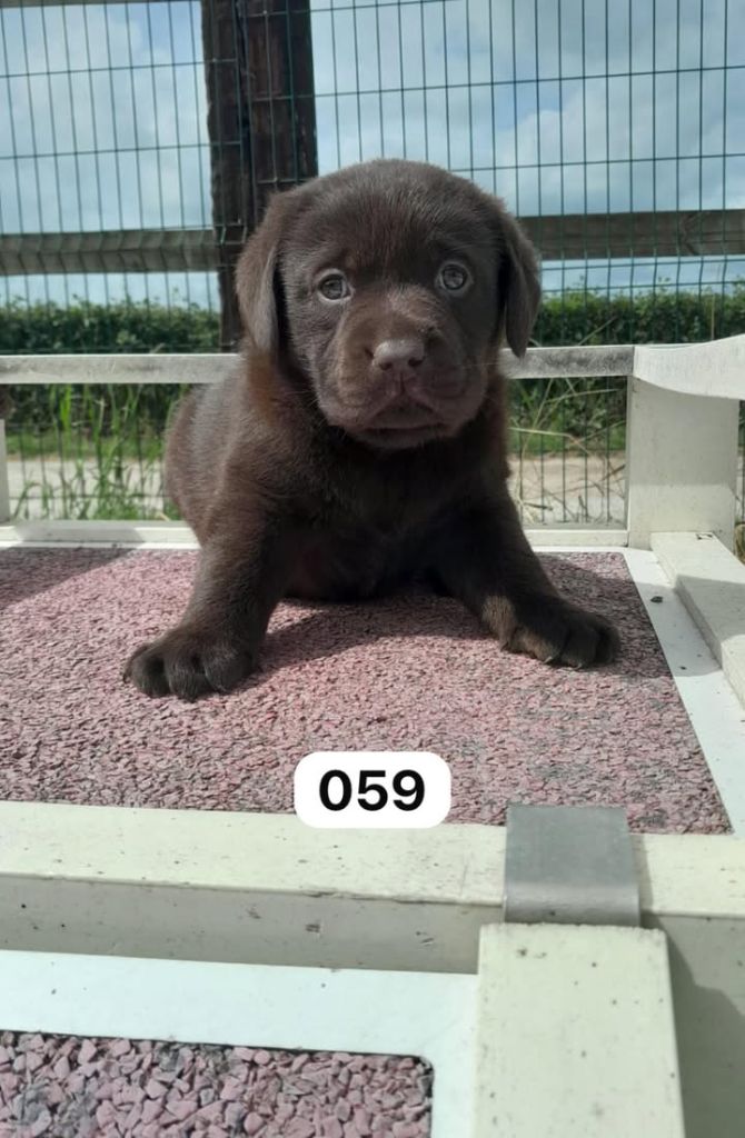 de la Vallée de Saint Samson - Chiots disponibles - Labrador Retriever