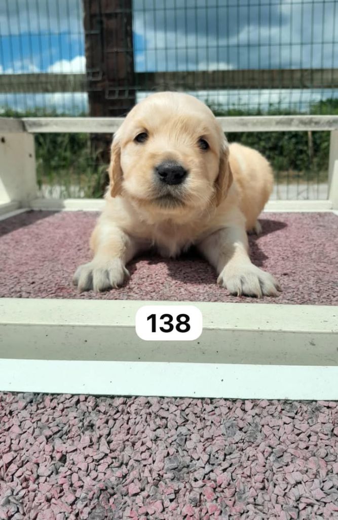 de la Vallée de Saint Samson - Chiots disponibles - Golden Retriever