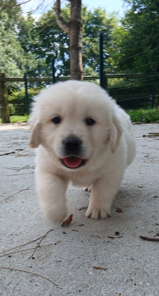 de la Vallée de Saint Samson - Chiots disponibles - Golden Retriever