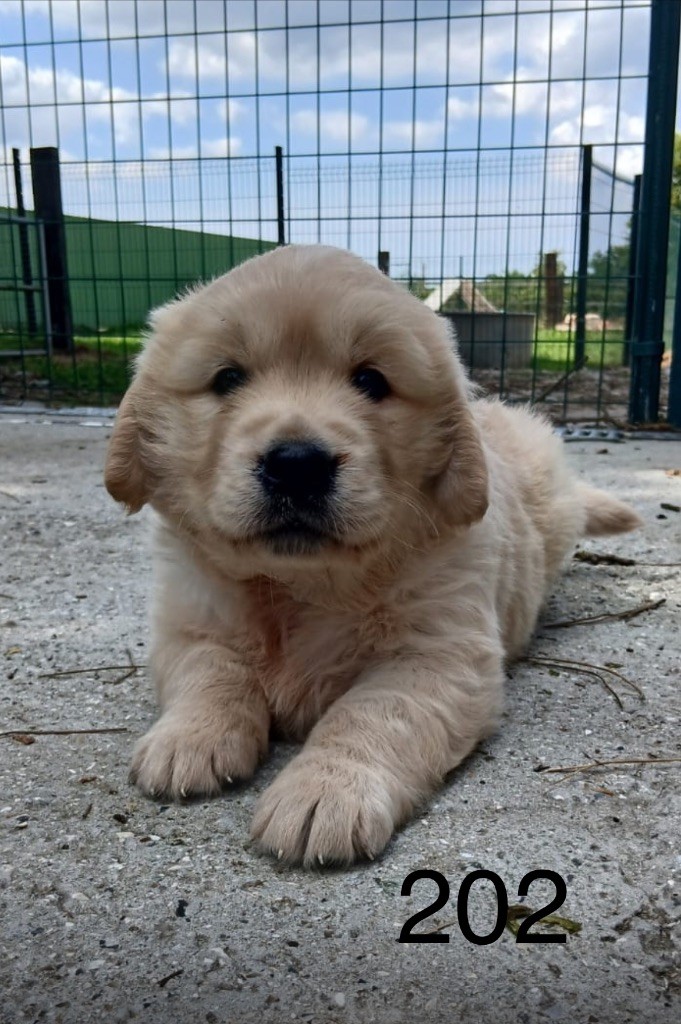 de la Vallée de Saint Samson - Chiots disponibles - Golden Retriever
