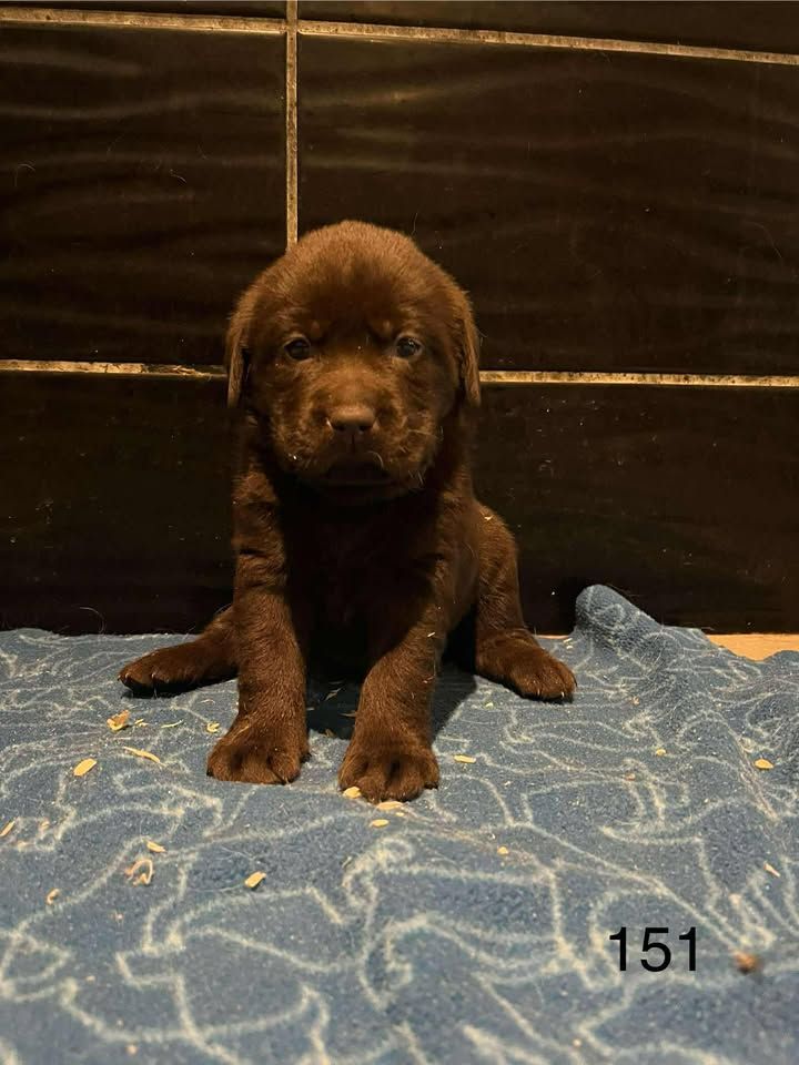 de la Vallée de Saint Samson - Chiots disponibles - Labrador Retriever