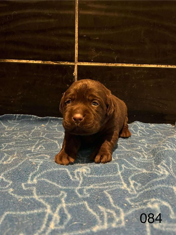 de la Vallée de Saint Samson - Chiots disponibles - Labrador Retriever