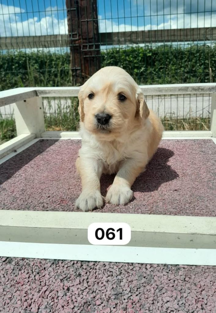 de la Vallée de Saint Samson - Chiots disponibles - Golden Retriever