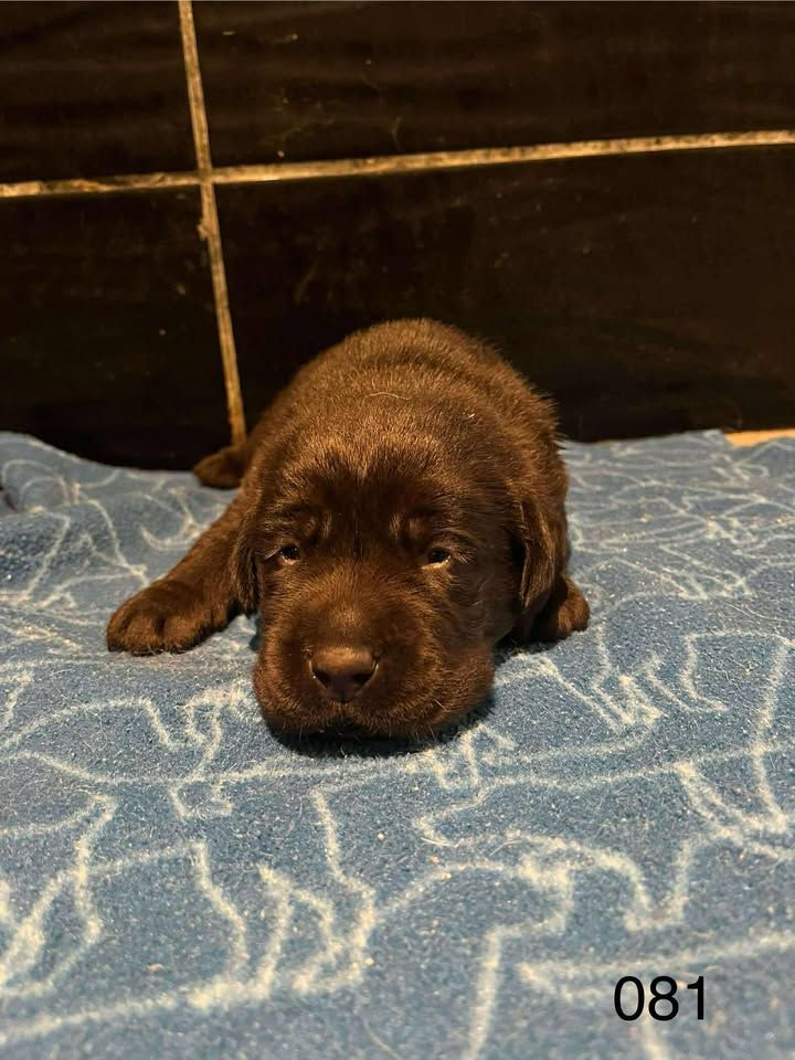 de la Vallée de Saint Samson - Chiots disponibles - Labrador Retriever