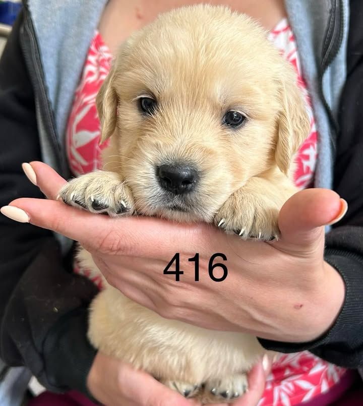 de la Vallée de Saint Samson - Chiots disponibles - Golden Retriever