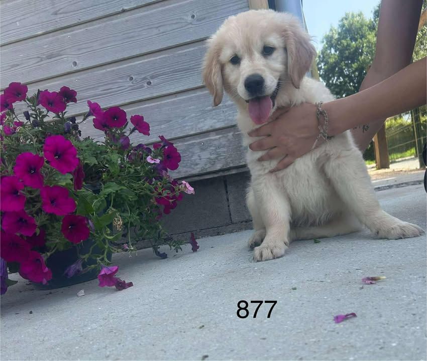de la Vallée de Saint Samson - Chiots disponibles - Golden Retriever