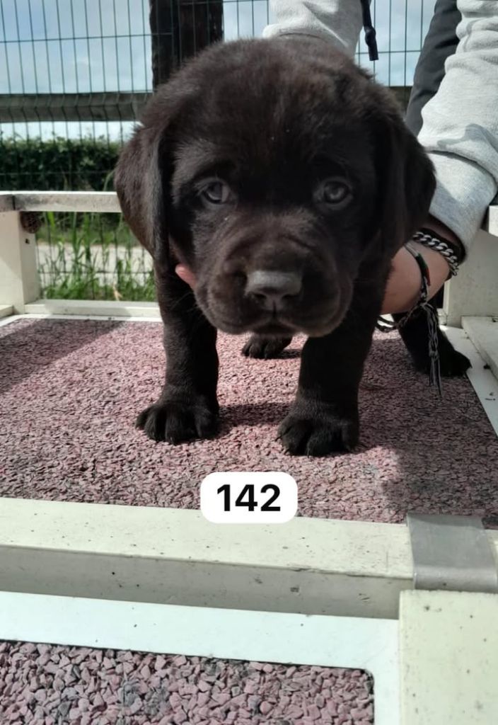 de la Vallée de Saint Samson - Chiots disponibles - Labrador Retriever