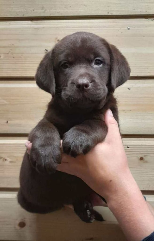 de la Vallée de Saint Samson - Chiots disponibles - Labrador Retriever