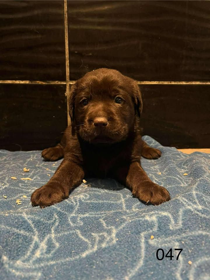 de la Vallée de Saint Samson - Chiots disponibles - Labrador Retriever