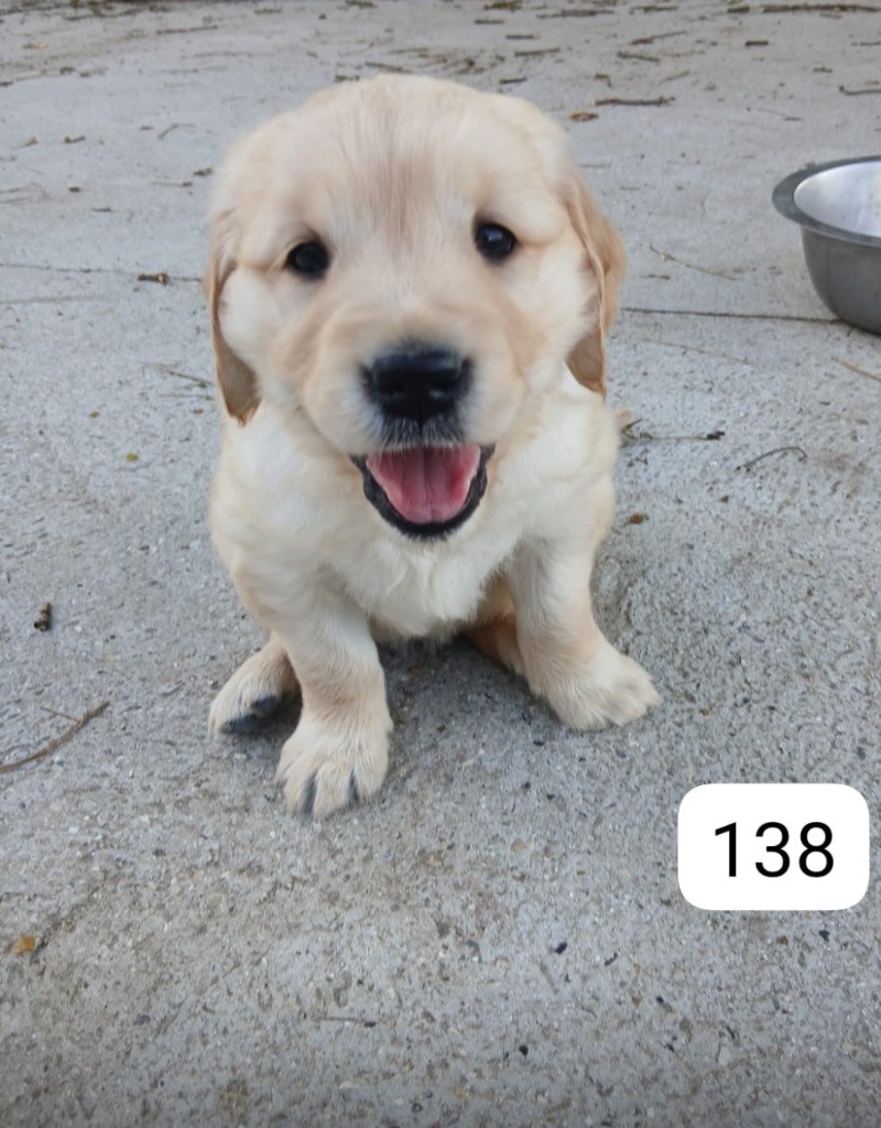de la Vallée de Saint Samson - Chiots disponibles - Golden Retriever