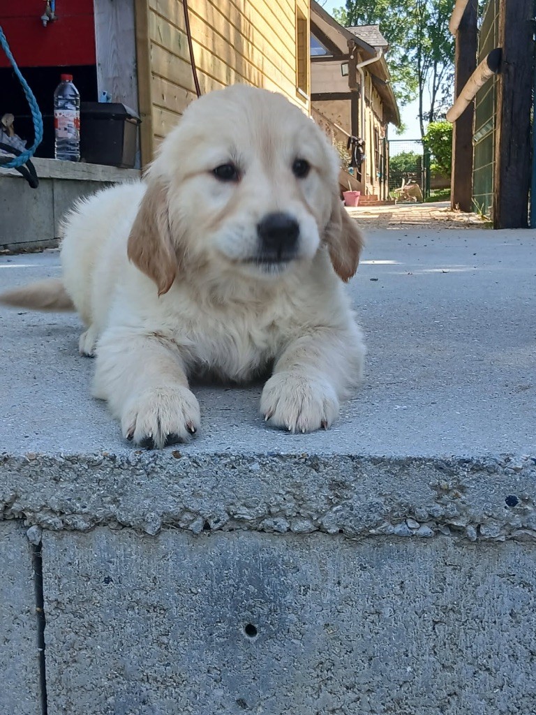 de la Vallée de Saint Samson - Chiots disponibles - Golden Retriever