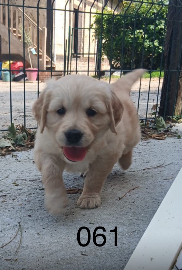 de la Vallée de Saint Samson - Chiots disponibles - Golden Retriever