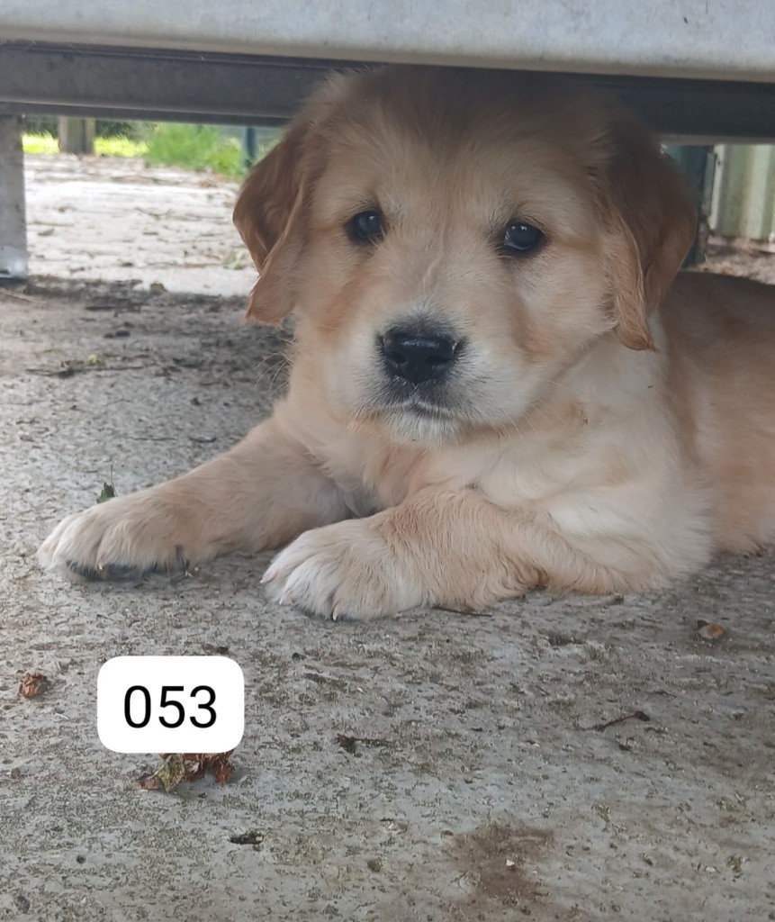de la Vallée de Saint Samson - Chiots disponibles - Golden Retriever