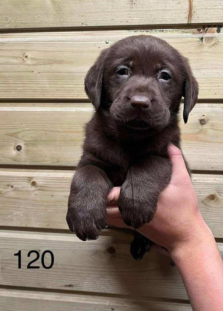 de la Vallée de Saint Samson - Chiots disponibles - Labrador Retriever