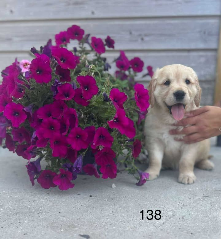 de la Vallée de Saint Samson - Chiots disponibles - Golden Retriever