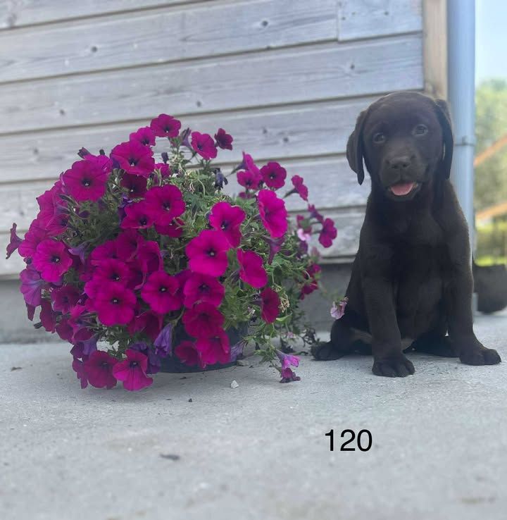 de la Vallée de Saint Samson - Chiots disponibles - Labrador Retriever