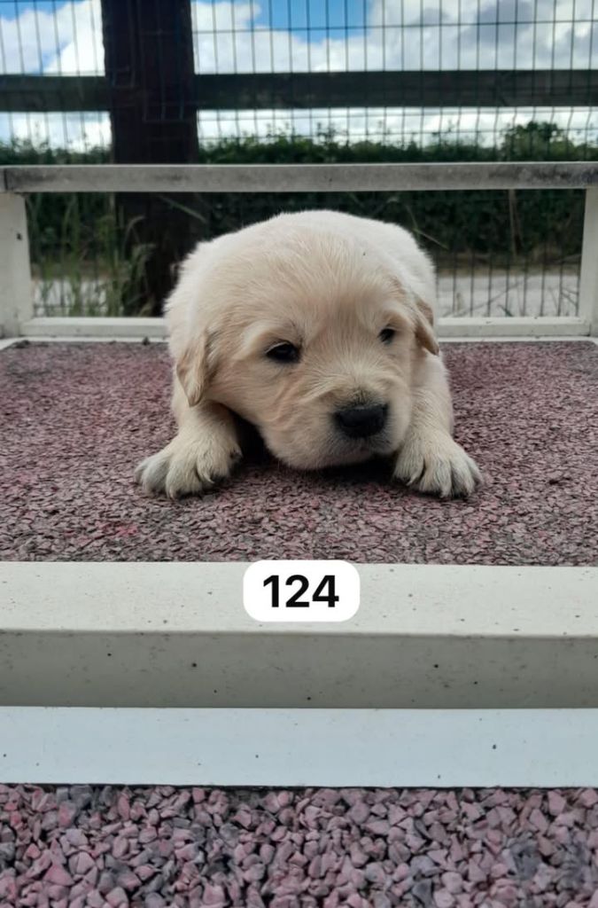 de la Vallée de Saint Samson - Chiots disponibles - Golden Retriever