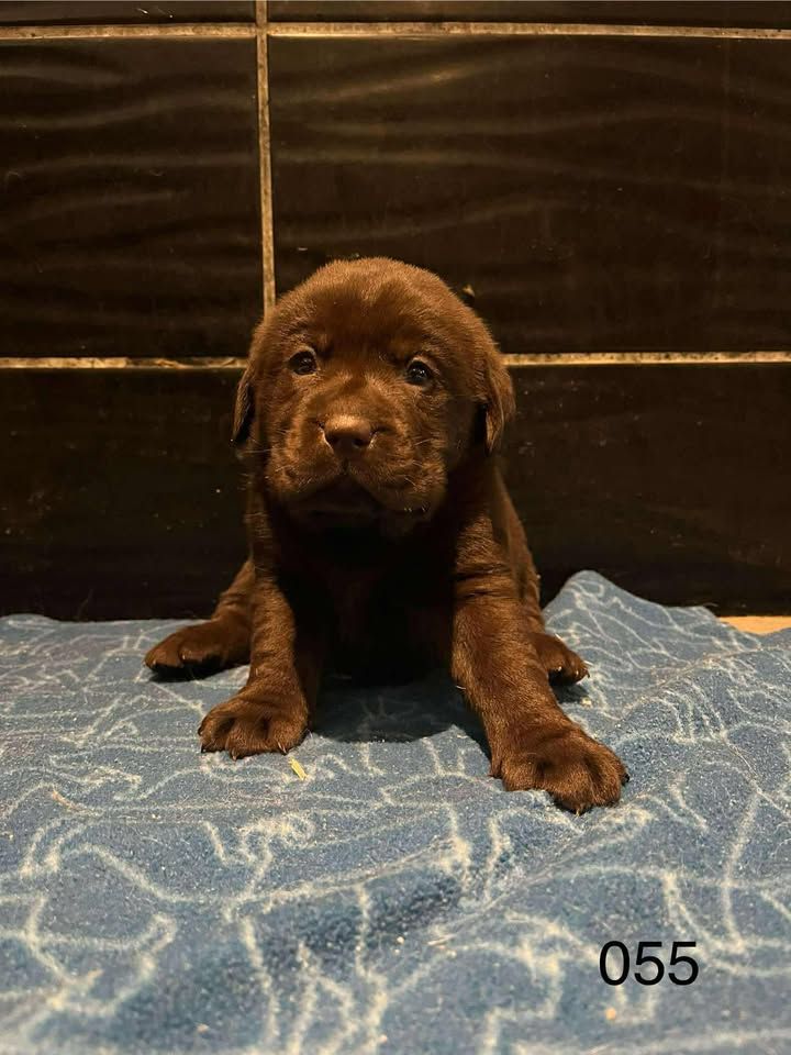 de la Vallée de Saint Samson - Chiots disponibles - Labrador Retriever