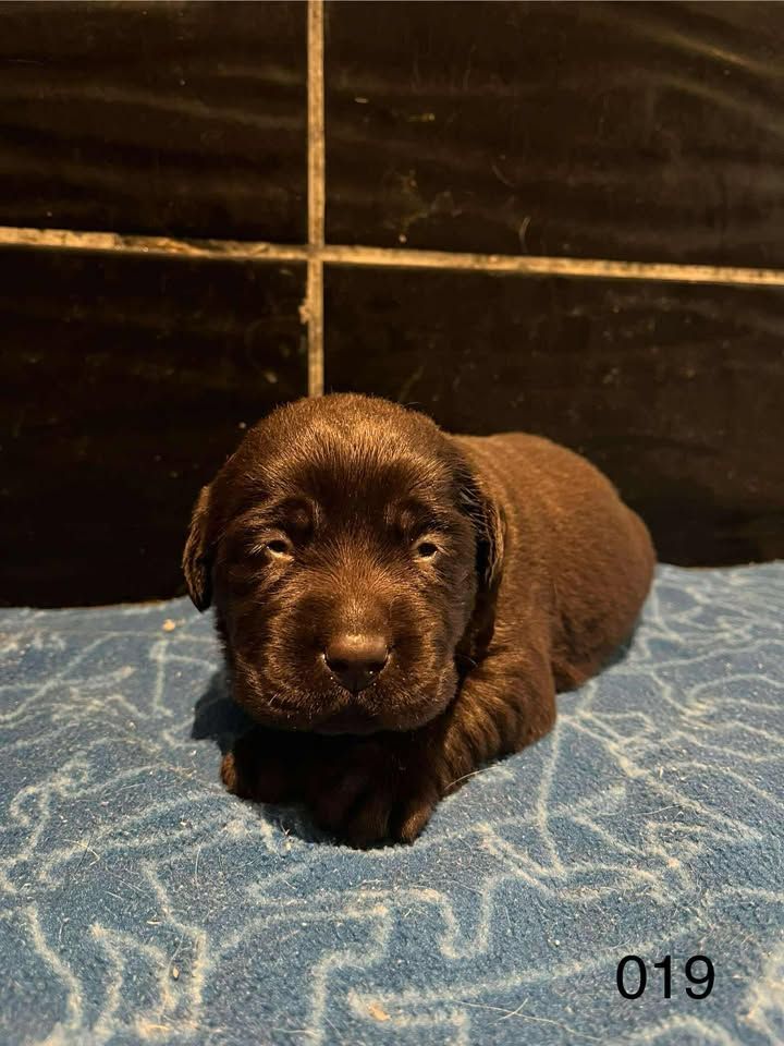 de la Vallée de Saint Samson - Chiots disponibles - Labrador Retriever