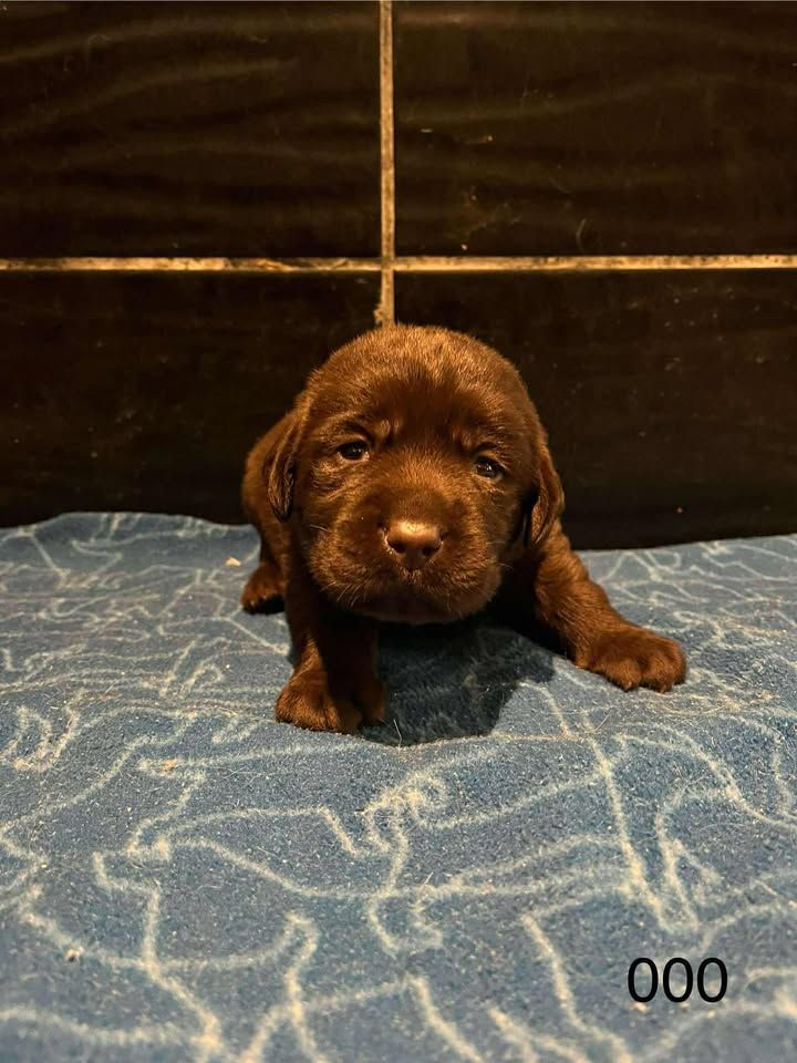 de la Vallée de Saint Samson - Chiots disponibles - Labrador Retriever