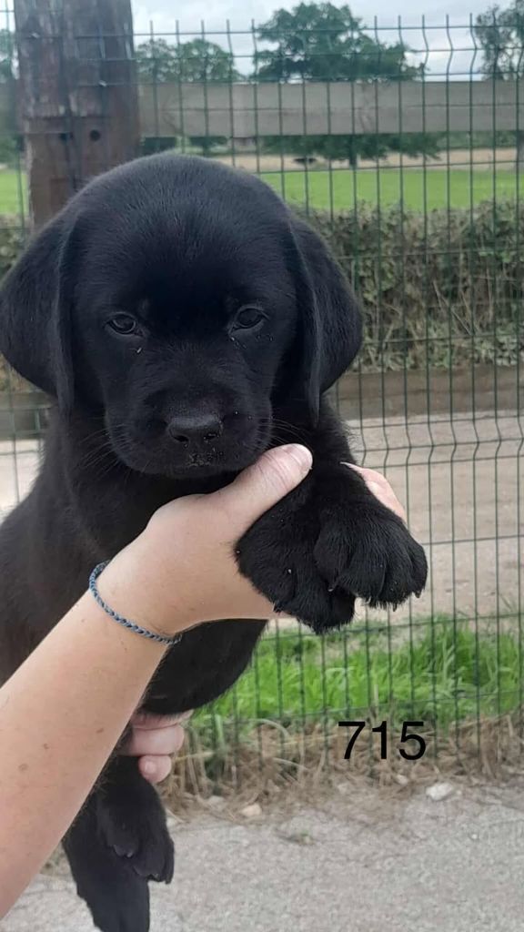 de la Vallée de Saint Samson - Chiots disponibles - Labrador Retriever