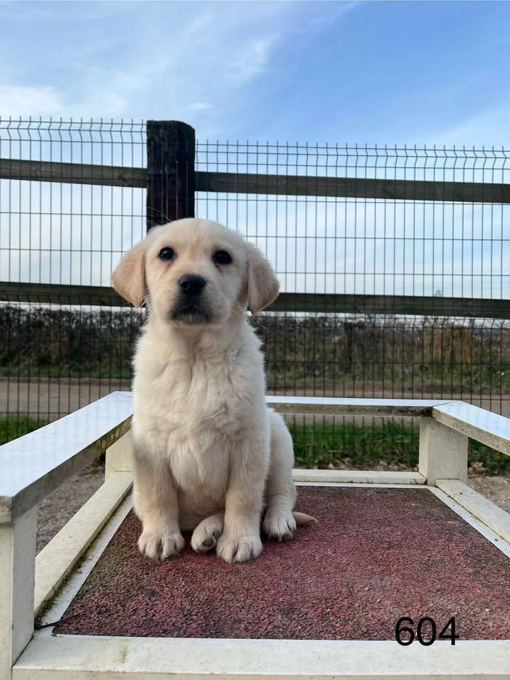 de la Vallée de Saint Samson - Chiots disponibles - Labrador Retriever