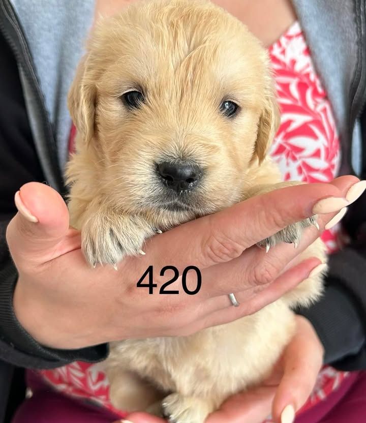 de la Vallée de Saint Samson - Chiots disponibles - Golden Retriever