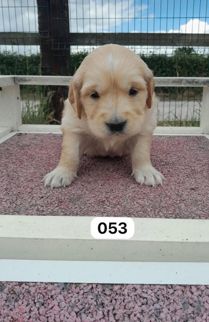 de la Vallée de Saint Samson - Chiots disponibles - Golden Retriever