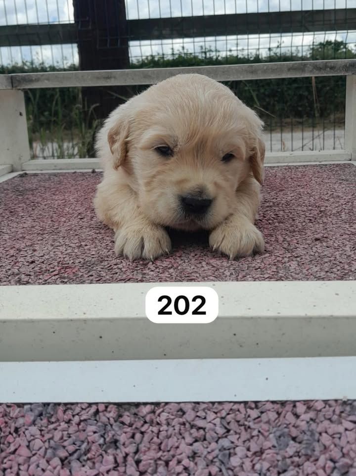 de la Vallée de Saint Samson - Chiots disponibles - Golden Retriever