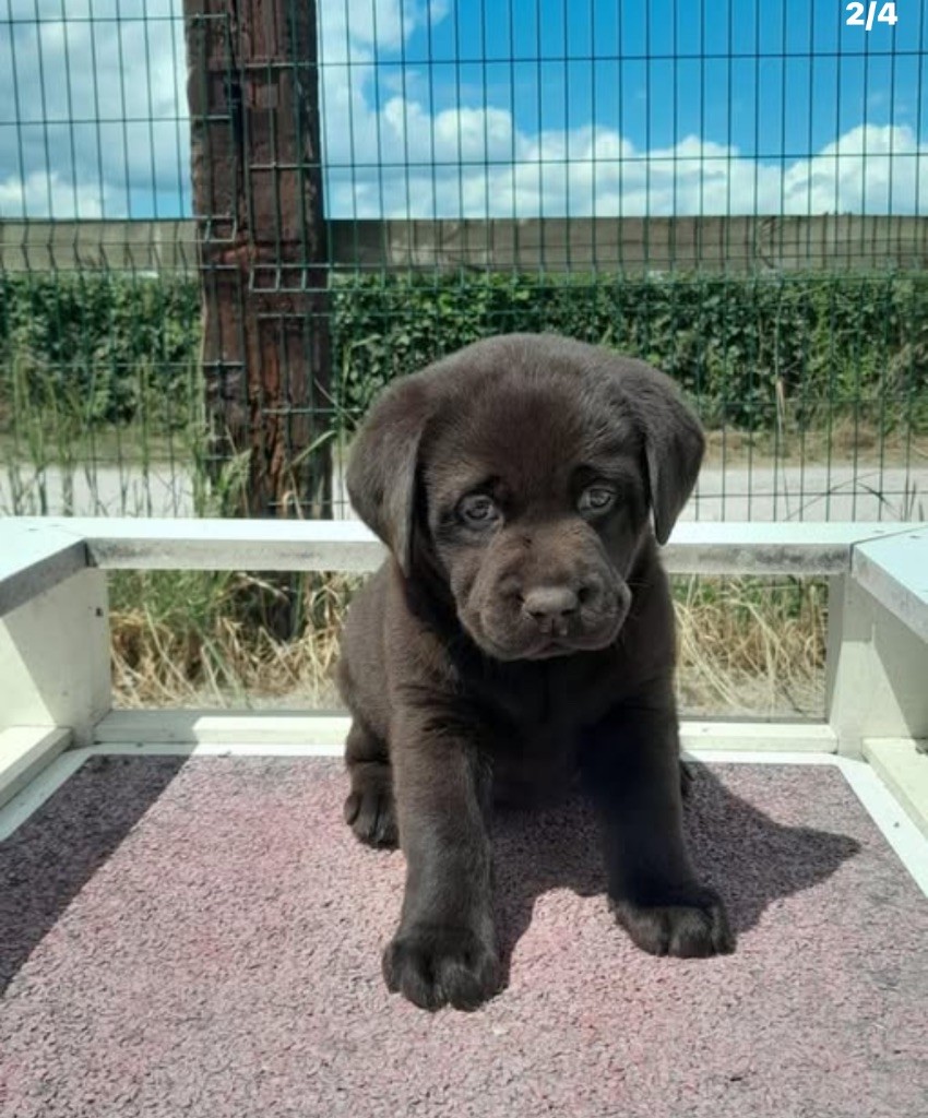 de la Vallée de Saint Samson - Chiots disponibles - Labrador Retriever