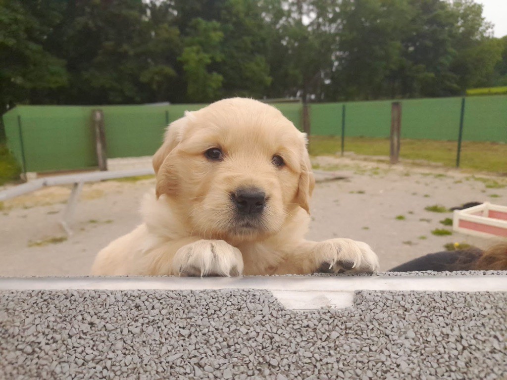 de la Vallée de Saint Samson - Chiots disponibles - Golden Retriever