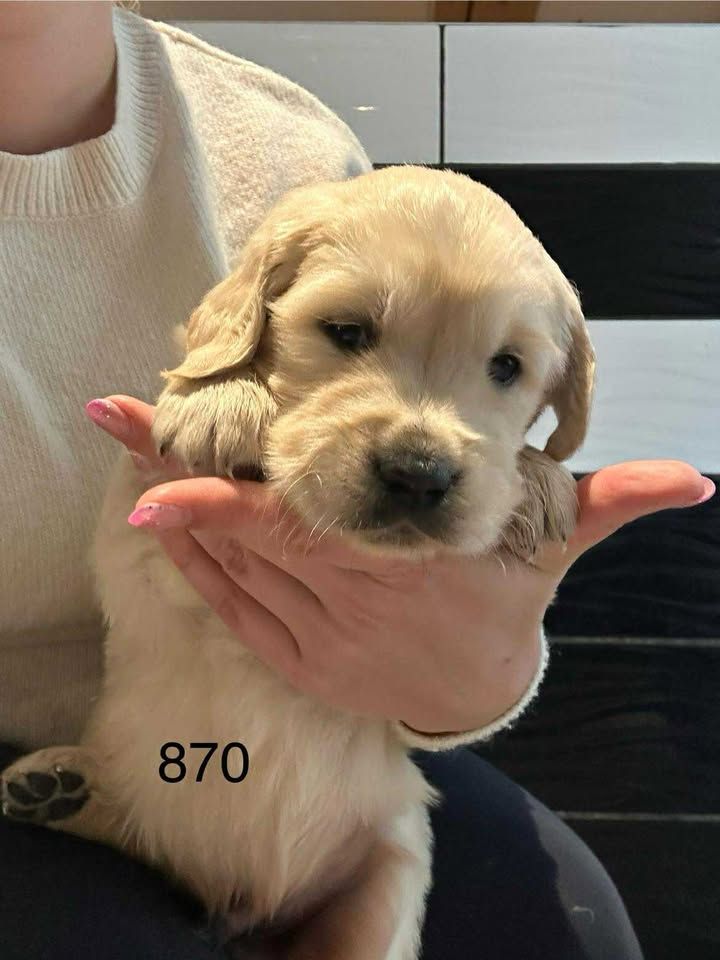 de la Vallée de Saint Samson - Chiots disponibles - Golden Retriever