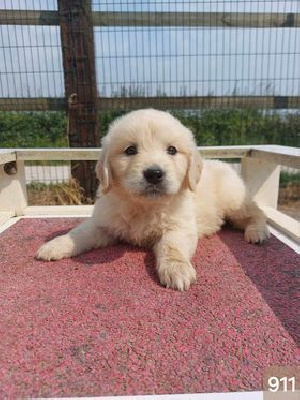 CHIOT 3